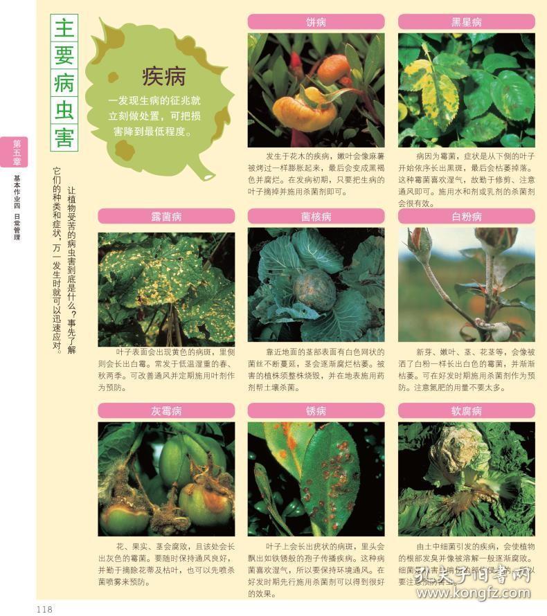 日本老花卉书籍推荐(日本花卉绘画)