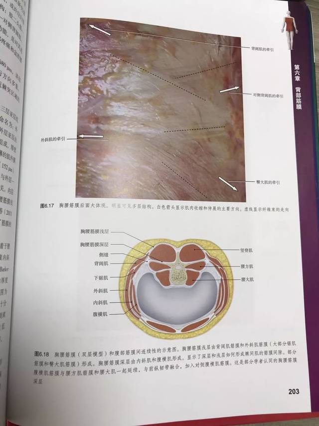 肌肉解剖教学书籍推荐(肌肉解剖学 百度网盘)